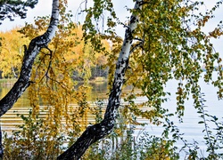 Jesień, Jezioro, Brzozy