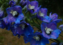 Kwiaty, Niebieskie, Ostróżka