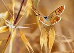 Motyl, Trawa