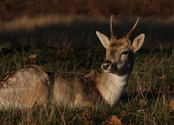 Młody, Jelonek