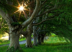 Droga, Drzewa, Promienie, Słońca