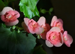 Begonia, Liście