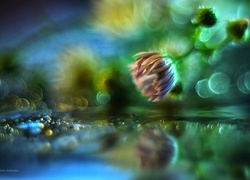 Fioletowy, Kwiat, Bokeh