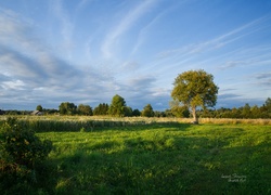 Trawa, Łąka, Niebo