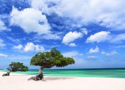 Dwa, Drzewa, Plaża, Aruba, Morze