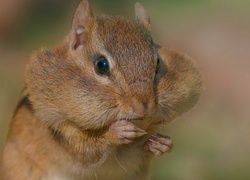 Chipmunk, Portrecik