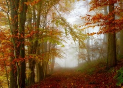 Jesień, Las, Droga, Mgła