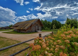 Hortensje, Chmury, Niebo, Szopy