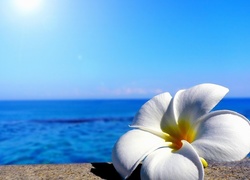 Morze, Kwiat, Plumeria