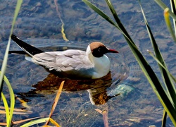 Pływająca, Mewa, Woda, Trawy