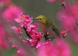 Ptaszek, Kwiaty, Rozmycie