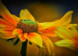 Kwiaty, Rudbekia