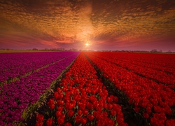 Zachód słońca, Tulipany, Pole, Uprawa