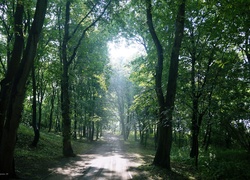 Uliczka, Park