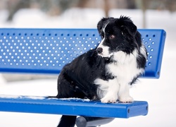 Ławka, Pies, Border collie