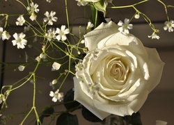 Biała, Róża, Kwiatki