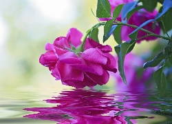 Purpurowa, Róża, Woda, Odbicie