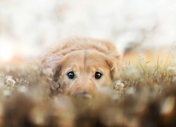 Pies, Łąka, Golden Retriever