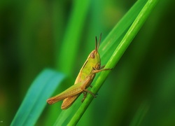 Konik, Polny, Źdźbło, Trawa, Makro