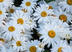 Kwiaty, Białe, Margarytki