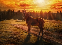 Koń, Zachód Słońca, Las