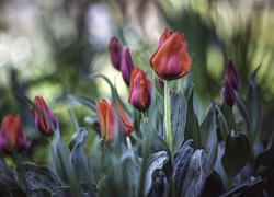 Herbaciane, Tulipany, Listki