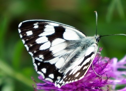 Owad, Siedzący, Motyl, Polowiec, Szachownica