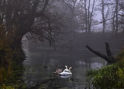 Łabędzie, Staw, Mgła, Rogaliński Park Krajobrazowy.