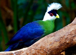 Turaco, Konar