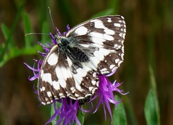 Siedzący, Motyl, Skrzydła