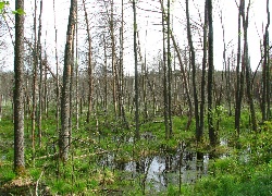 Biebrzańskie, Bagna