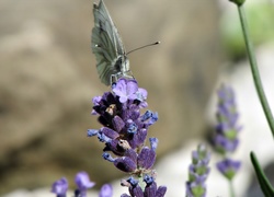 Kwiat, Lawenda, Motyl