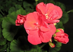 Kwiaty, Czerwone, Pelargonie