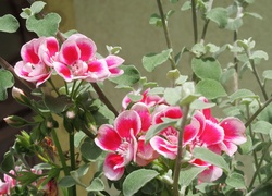 Kwiaty, Pelargonia