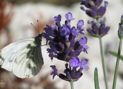 Motyl, Lawenda