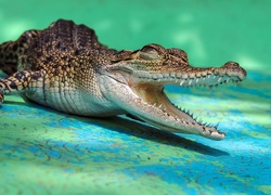 Krokodyl, Paszcza, Zęby