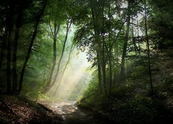 Las, Ścieżka, Promienie Słońca