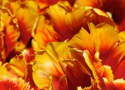Pomarańczowo, Żółte, Tulipany, Strzępiaste,  Płatki