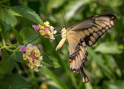 Motyl, Paź Królowej, Kwiaty