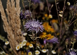 Bukiet polny, Kwiat, Fioletowy