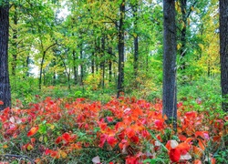 Las, Krzewy, Jesień