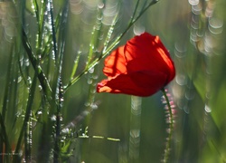 Maczek, W, Zbożu, Bokeh