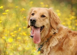 Golden, Retriever, Łąka, Żółte, Kwiatki