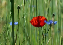 Maczek, W, Zbożu