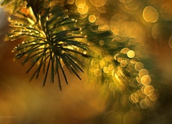 Świerk, Gałązka, Bokeh