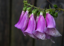 Naparstnica Purpurowa