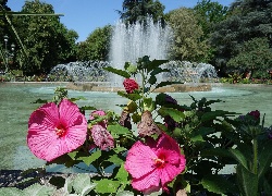 Hibiskus, Kwiaty, Park, Fontanna