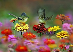 Ptaszki, Skrzydła, Kwiaty, Cynia