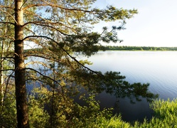 Las, Drzewo, Wschód Słońca, Jezioro