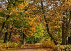 Jesień, Alejki, Park, Aleksandrowski, Puszkin